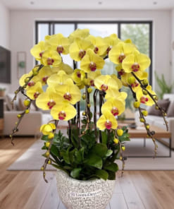 Chậu lan 7 cành vàng mừng tân gia