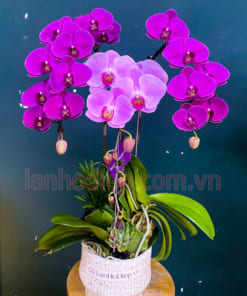 Chậu hoa hồ điệp 3 cành mix màu tặng sinh nhật