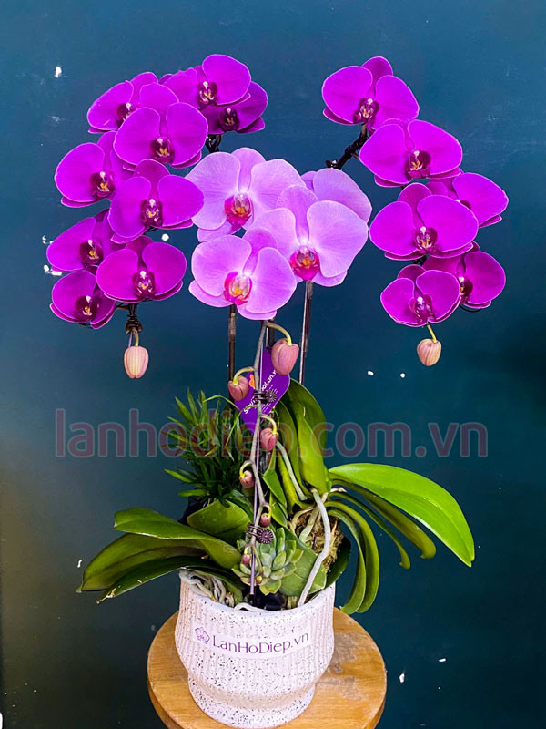 chau-hoa-lan-ho-diep-3-canh-mix-mau-tang-sinh-nhat Chậu hoa hồ điệp 3 cành mix màu tặng sinh nhật