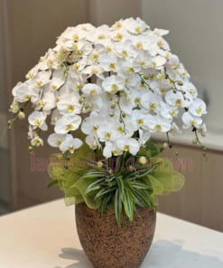 Chậu hoa lan trắng trang trí nội thất