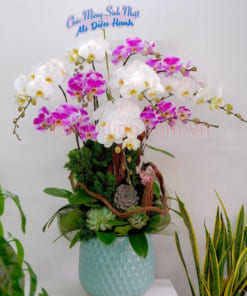 Chậu lan hồ điệp 10 cành đa sắc