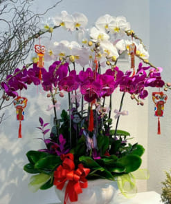 Chậu lan hồ điệp 10 cành trắng tím trưng Tết