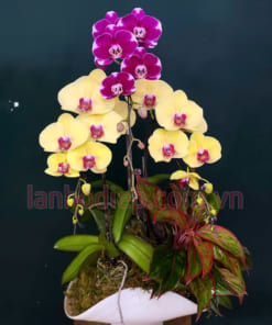 Chậu lan hồ điệp 3 cành mix màu làm quà tặng ý nghĩa