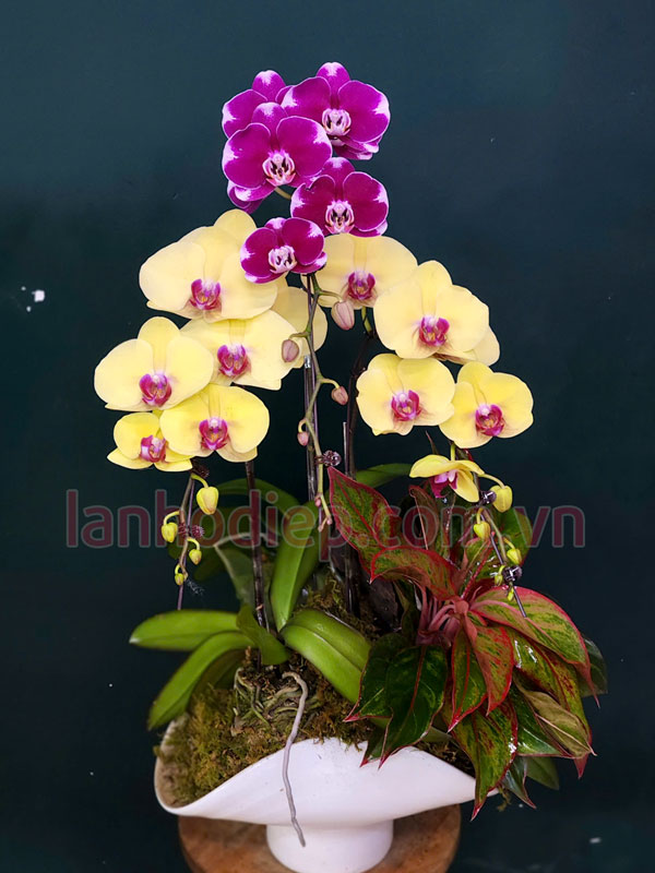 Chậu lan hồ điệp 3 cành mix màu làm quà tặng ý nghĩa