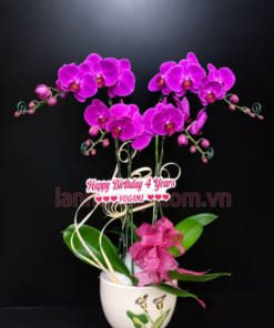 Chậu lan hồ điệp 4 cành tím đẹp
