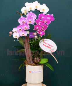 Chậu lan hồ điệp đa sắc 3 cành làm quà cảm ơn