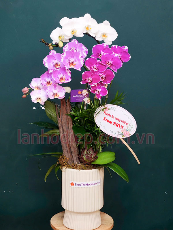 chau-lan-ho-diep-da-sac-3-canh-tang-sinh-nhat Chậu lan hồ điệp đa sắc 3 cành làm quà cảm ơn