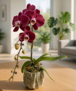 Chậu lan hồ điệp đỏ 1 cành trưng nội thất