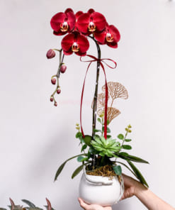 Chậu lan hồ điệp đỏ làm quà tặng khách hàng