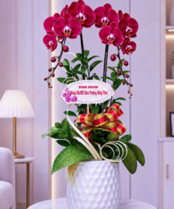 Chậu lan hồ điệp mừng khai trương 2 cành đỏ