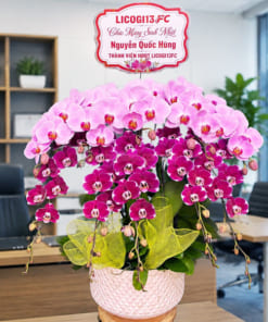 Chậu lan hồ điệp phối màu hồng tím 10 cành mừng sinh nhật