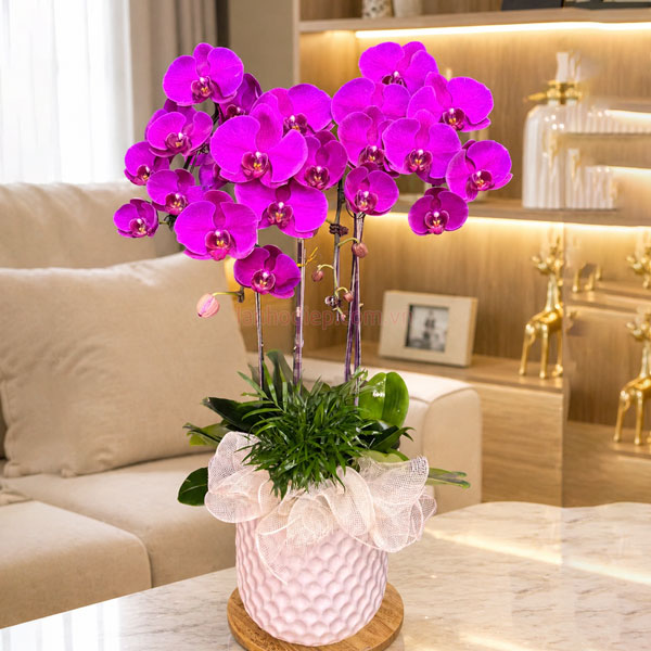 Chậu Lan Hồ Điệp Tím 4 Cành