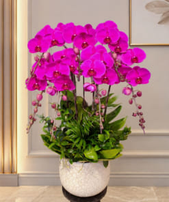 Chậu lan hồ điệp tím 7 cành trang trí nội thất đẹp