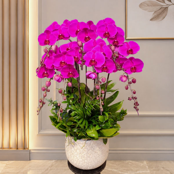 Chậu Lan Hồ Điệp Tím 7 Cành