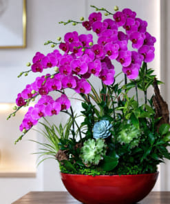 Chậu ln hồ điệp tím dáng thuyền 10 cành