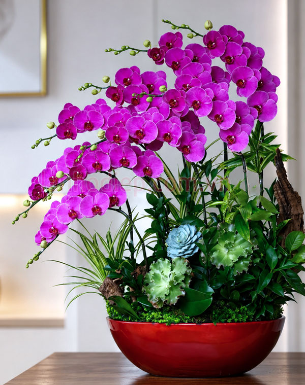 Chậu ln hồ điệp tím dáng thuyền 10 cành