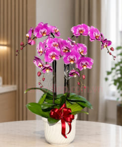 Chậu lan hồ điệp tím đột biến trưng nội thất đẹp