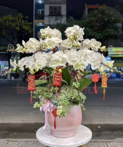 Chậu lan hồ điệp trằng trang trí Tết