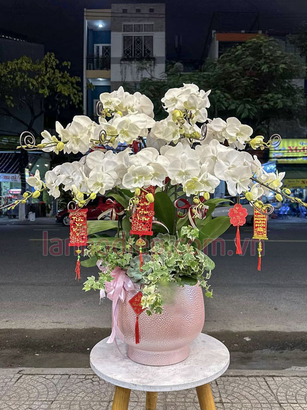 chau-lan-ho-diep-trang-trang-tri-tet Chậu lan hồ điệp trằng trang trí Tết