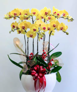 Chậu lan hồ điệp vàng trưng Tết
