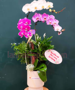Cửa hàng bán lan hồ điệp 3 cành mix màu đẹp tại Hà Nội