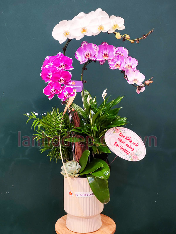 Cửa hàng bán lan hồ điệp 3 cành mix màu đẹp tại Hà Nội