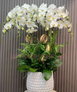 Đặc điểm chậu hoa hồ điệp trắng 12 cành