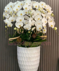 Hướng dẫn cách chăm sóc lan hồ điệp trắng tươi lâu