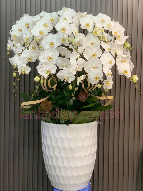 Hướng dẫn cách chăm sóc lan hồ điệp trắng tươi lâu