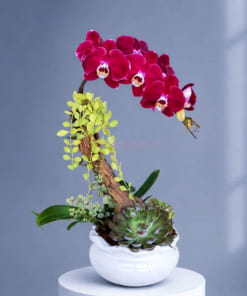 Hướng dẫn chăm sóc hoa lan hồ điệp đỏ