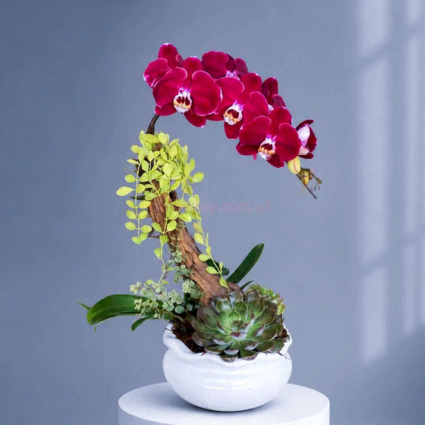 Hướng dẫn chăm sóc hoa lan hồ điệp đỏ