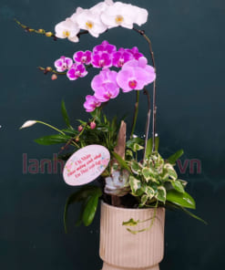 Hướng dẫn chăm sóc lan hồ điệp đa sắc 3 cành tươi lâu