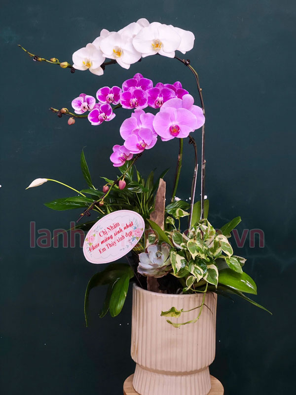 Hướng dẫn chăm sóc lan hồ điệp đa sắc 3 cành tươi lâu