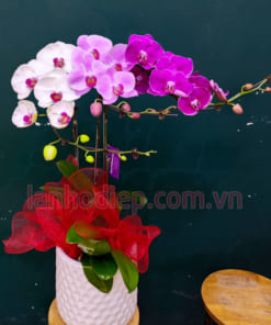 Chậu lan hồ diệp mix màu 3 cành trưng nội thất