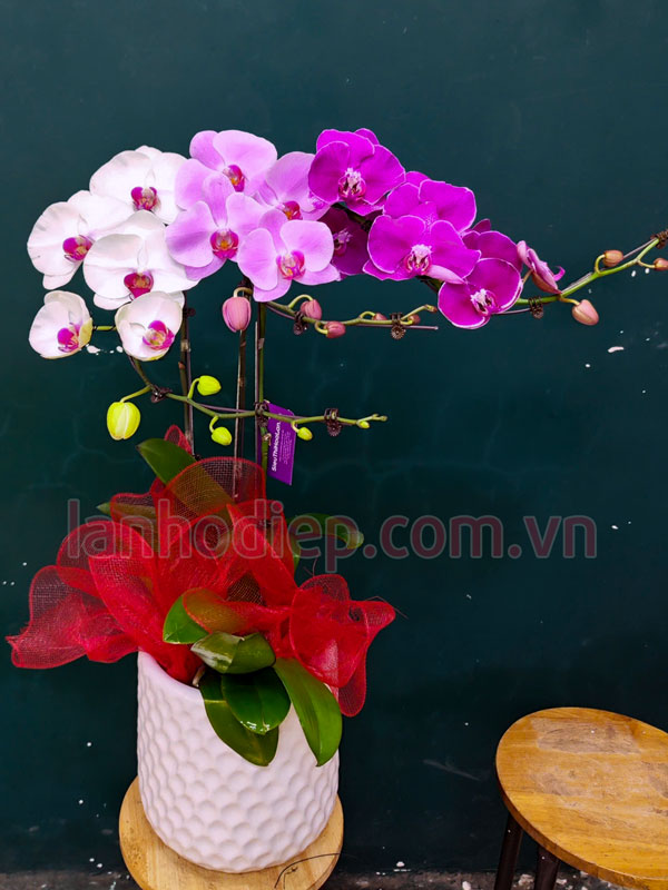 lan-ho-diep-mix-mau-3-canh-dep Chậu lan hồ diệp mix màu 3 cành trưng nội thất