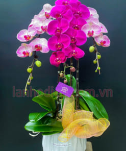 Lan hồ điệp mix màu 3 cành mang ý nghĩa Tài - Lộc - Thọ