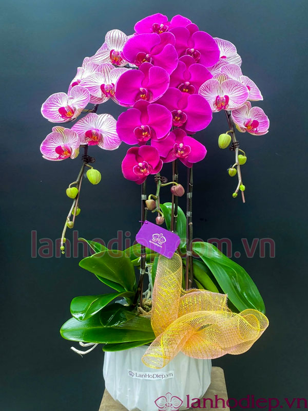 Lan hồ điệp mix màu 3 cành mang ý nghĩa Tài - Lộc - Thọ