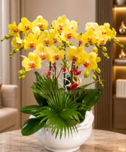 Những mẫu hoa lan hồ điệp 7 cành vàng đẹp
