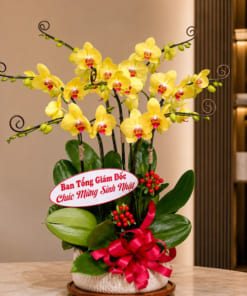 Nơi bán chậu lan hồ điệp vàng 7 cành đẹp tại Hà Nội