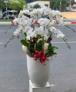 Nơi bán lan hồ điệp trắng 12 cành đẹp uy tín tại Hà Nội