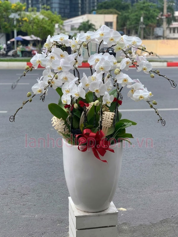 Nơi bán lan hồ điệp trắng 12 cành đẹp uy tín tại Hà Nội