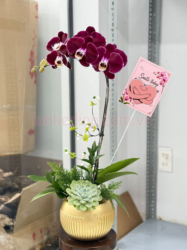 Nơi bán các mẫu lan hồ điệp đỏ đẹp tại Hà Nội