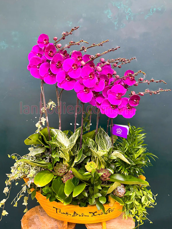 Thuyền lan hồ điệp tím 10 cành đẹp