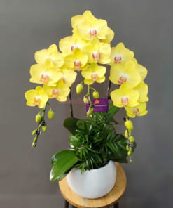 Chậu Lan Hồ Điệp 3 Cành Vàng đẹp, thanh lịch
