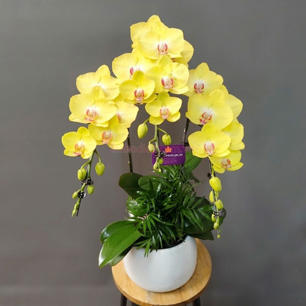 Chậu Lan Hồ Điệp 3 Cành Vàng