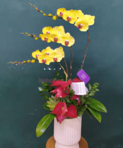 Chậu Lan Hồ Điệp Vàng sang trọng, nổi bật