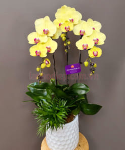Chậu Lan Hồ Điệp 3 Cành Vàng sang trọng