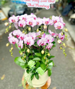 Chậu lan hồ điệp hồng tặng sinh nhật