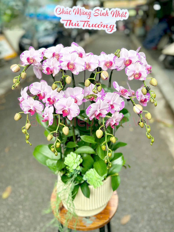 chau-lan-ho-diep-hong-tang-sinh-nhat Chậu lan hồ điệp hồng tặng sinh nhật