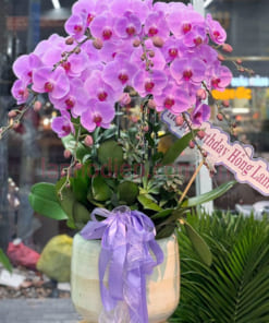 Chậu lan hồ điệp hồng làm quà tặng